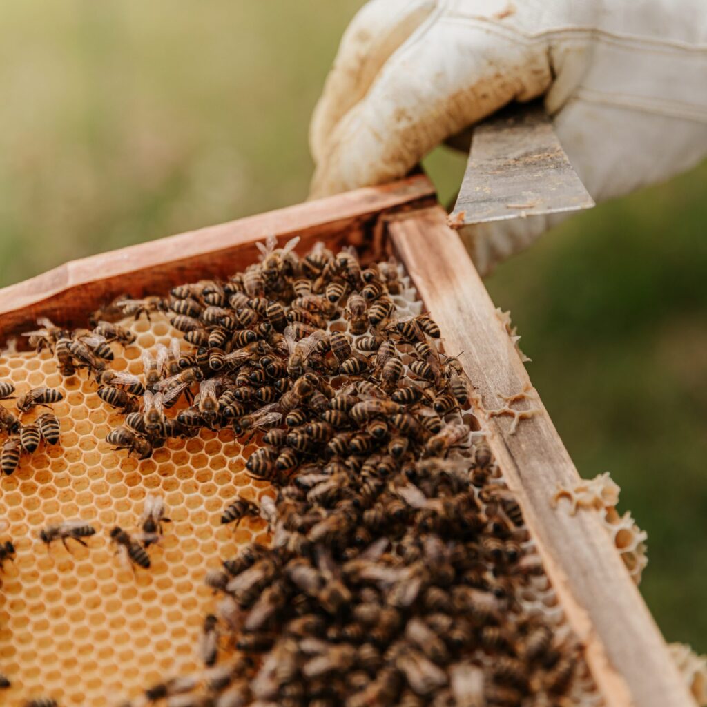 Propolis – najboljša zaščita za vaše grlo