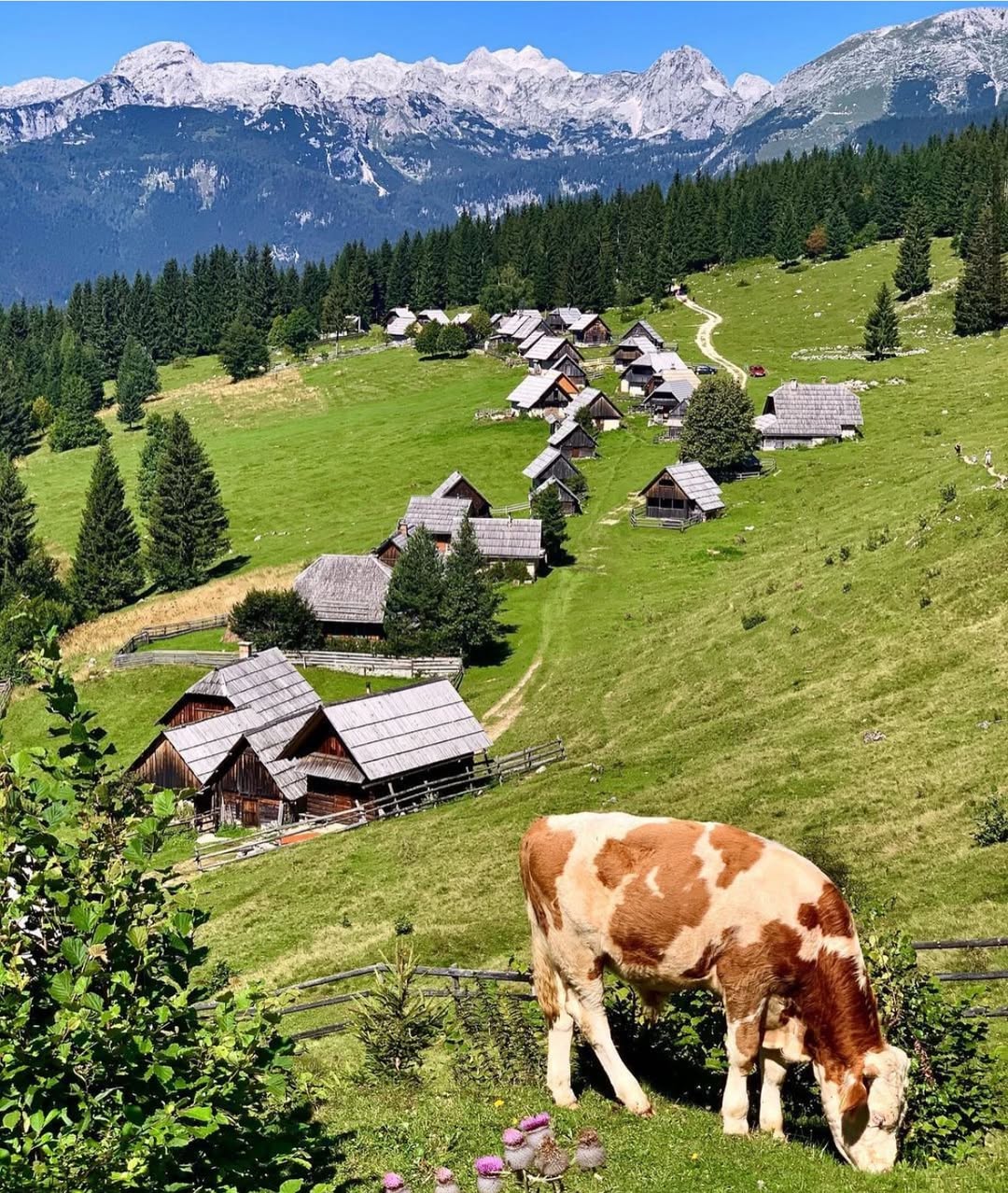 planina Zajamniki v ospredju se pase krava