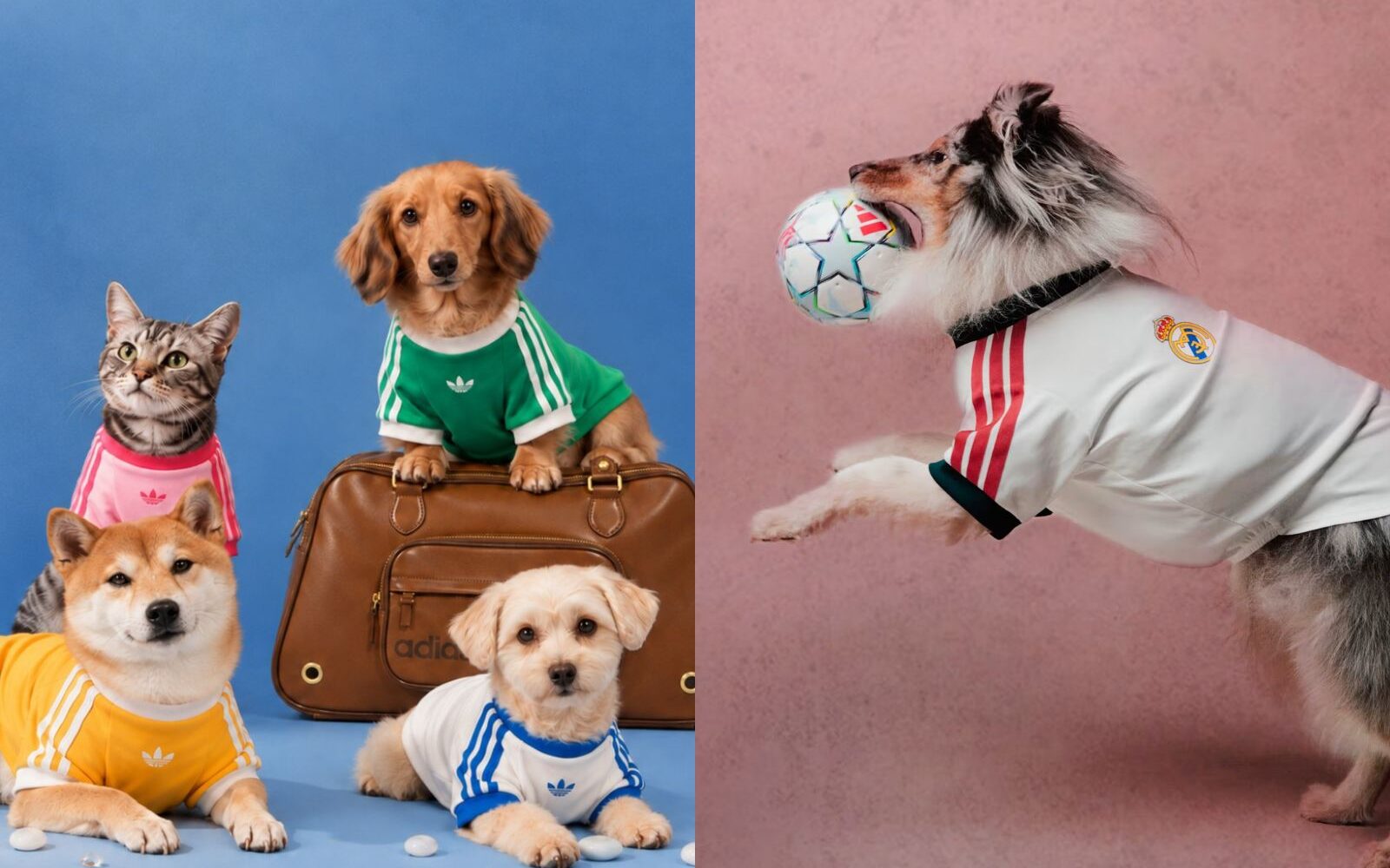 Adidas Originals je ravnokar lansiral ljubko kolekcijo za kosmatince